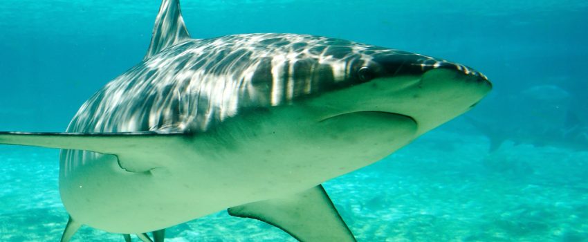 Shark Photo by Stever Garner Licensed by Creative Commons