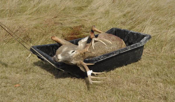 South Dak Muz Deer 2010 627