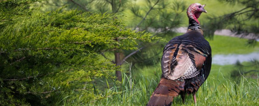 Gobbler behavior changes after the spring mating season.  Here's what toms are doing in summer.
