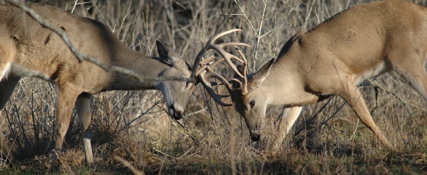 When two fighting bucks lock antlers, one or both may die.