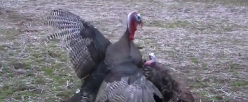Turkey smashes decoy