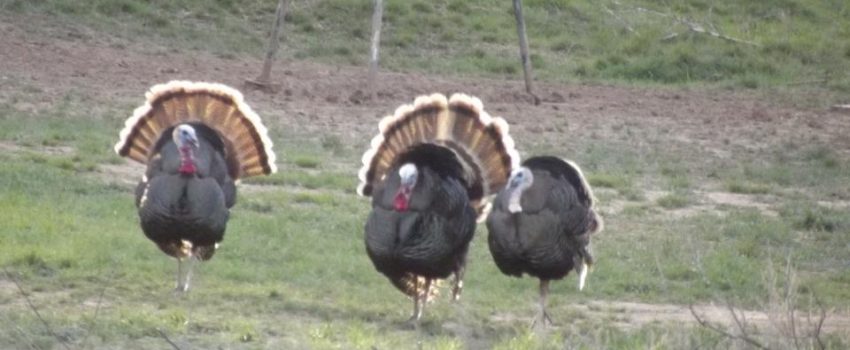Turkeys Photo by Chuck Castles
