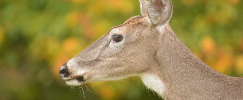 Usually deer run away when injured, but not always.