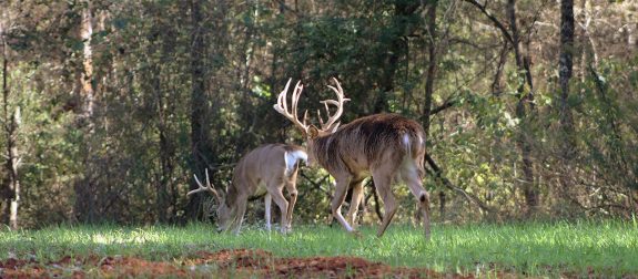 Warm-Season-Food-Plots-Main-1270x558_c