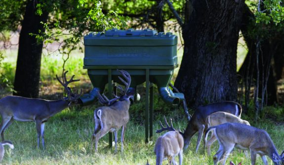Winter is a challenge for mature bucks that have rutted vigorously.  Protein can help them survive the winter and develop larger antlers in the coming year.