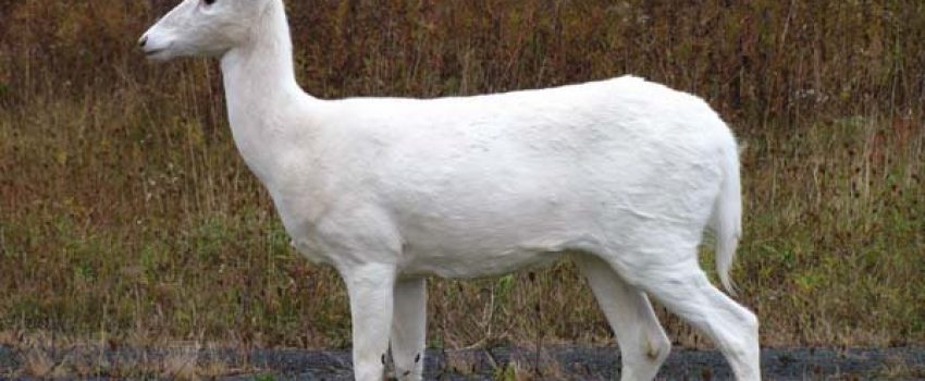 b_WhiteDeer_CPatrick