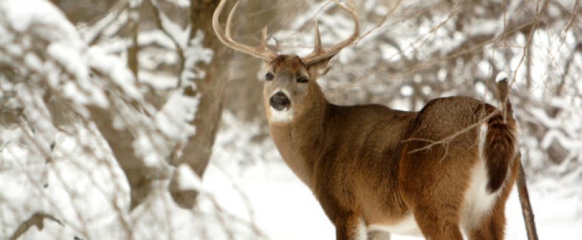 bigstock-Big-Whitetail-Buck-Deer-In-Sno-407836-11-620x330