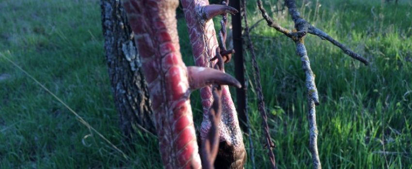 boyturkeyIMG_7662-790x592