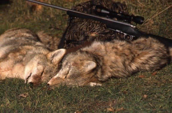 These five mistakes can ruin a predator hunt.