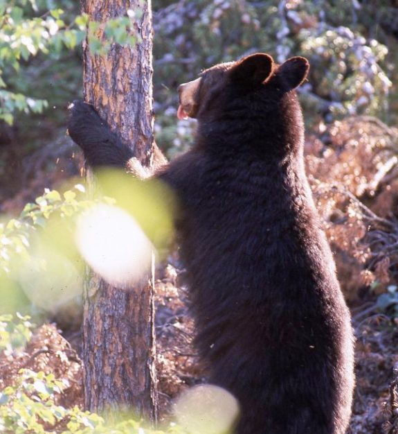 Black bear cubs are forced to leave the family by the mother and then must find territories of their own.