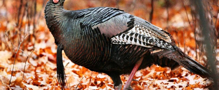 ci_wild_turkey_dingel_3