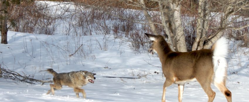 coyote-and-deer-2574173