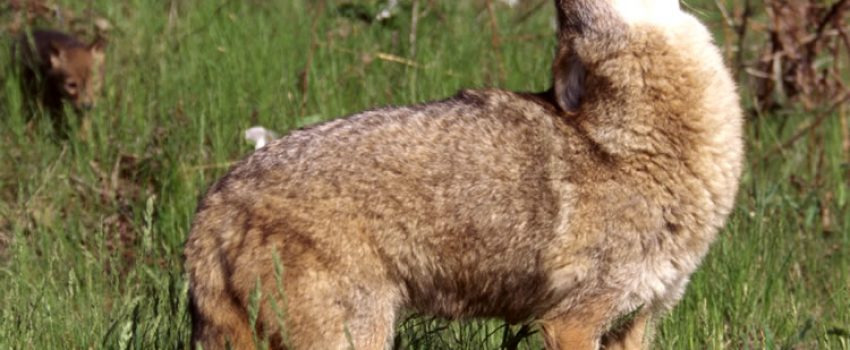 coyote1