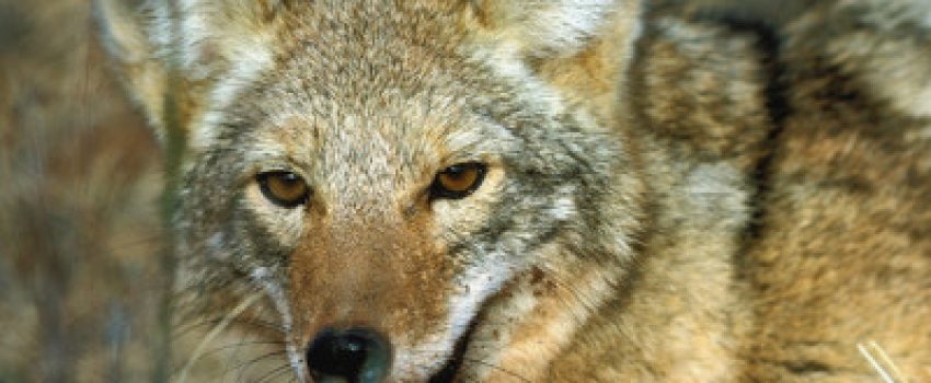 coyote2-Photo-by-Knapp-Creek-FIre-department-e1383867086250