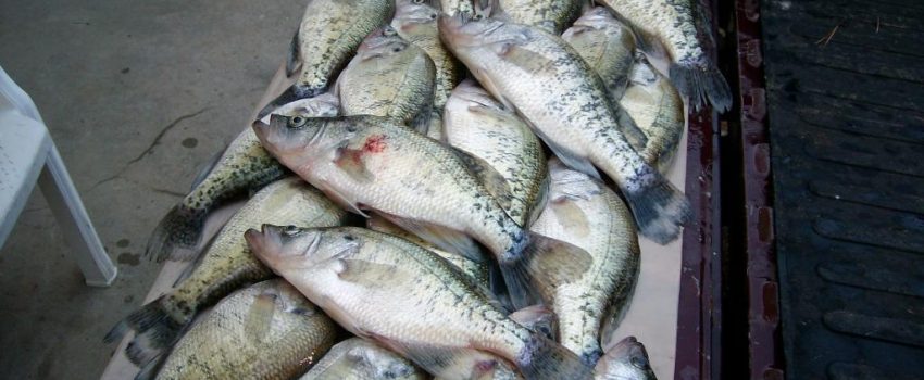 crappie