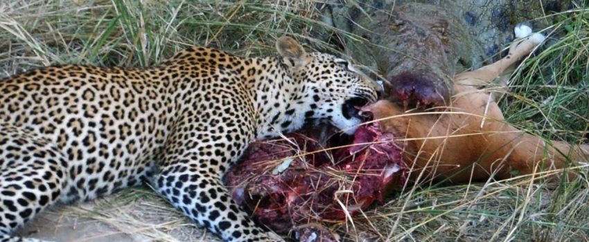 croc_vs_leopard