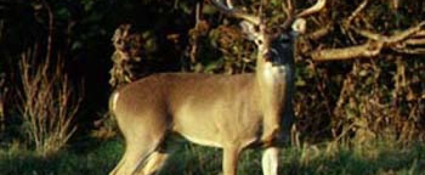 deer1 Photo by Texas Parks and Wildlife Department