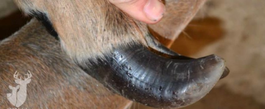 deer_feet_3_574_284_s[1]