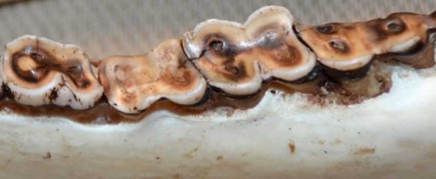 deerage_2_574_290_s[1]