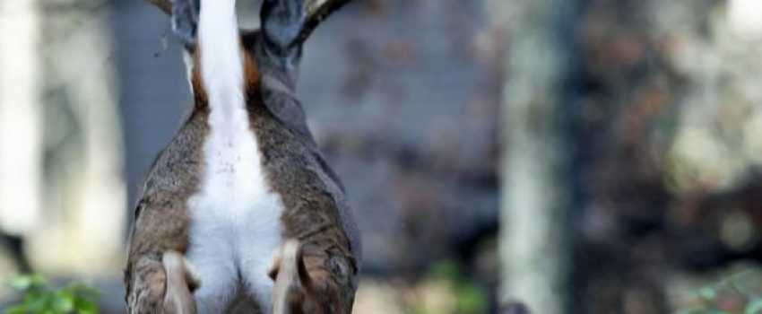 deerseasonisabouttosuckedited-1