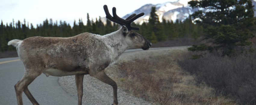 dnp-caribou-prancing-across-road