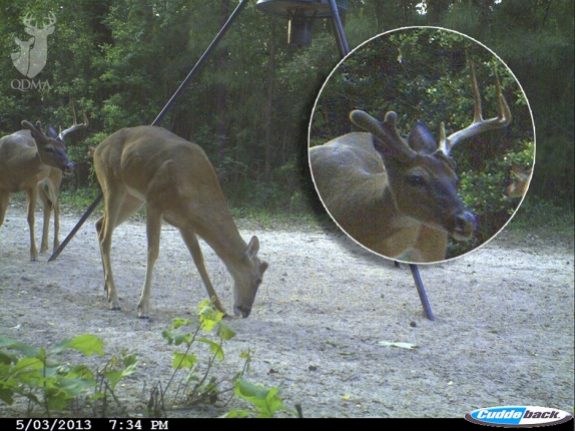 doppelkopf_1_574_431_s