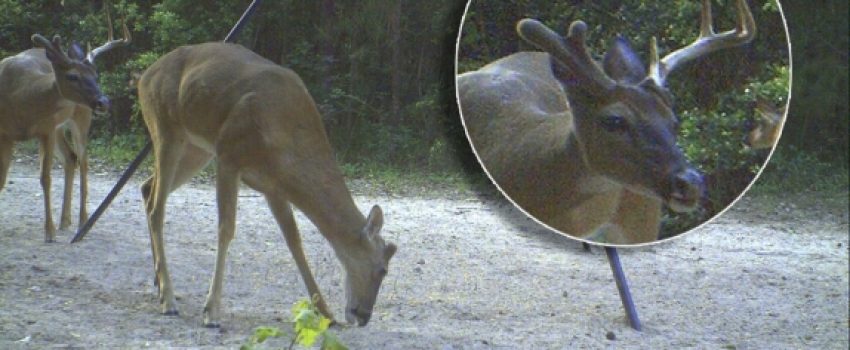 doppelkopf_1_574_431_s