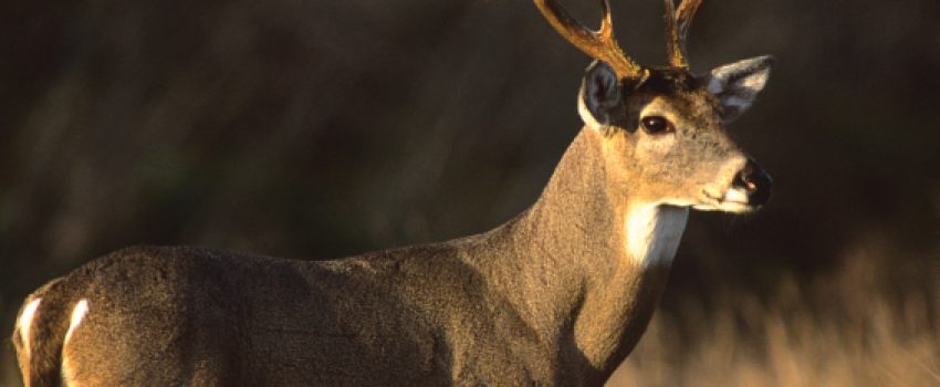 dreamstime_xl_10965463_opt