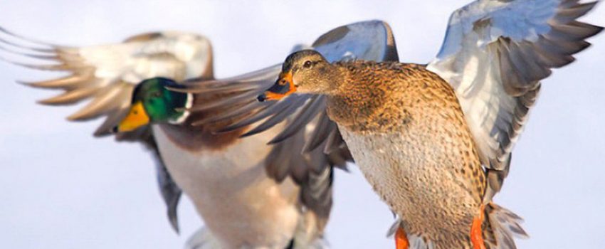 Waterfowl season is finally here.  Check out these great recipes.
