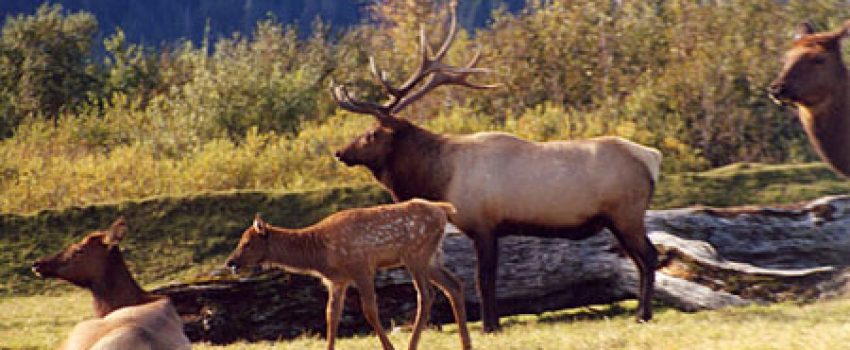 elk Photo by Alaska Department of FIsh and Game