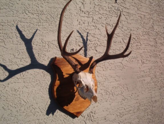 european-deer-Photo-by-Grand-Canyon-Wildlife-Taxidermy-e1383867284197