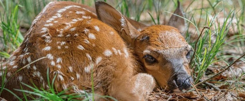 fawn-pb