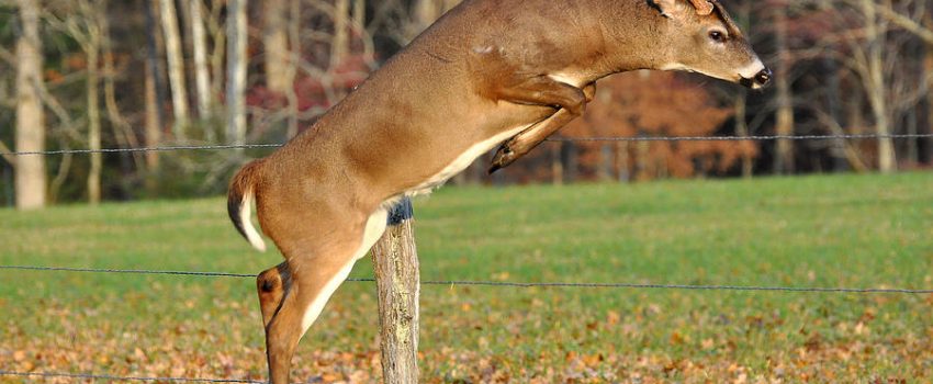 Photo: Todd Hostetter Photography. Knowledge is power with whitetail deer.  The more you know, the more you score.