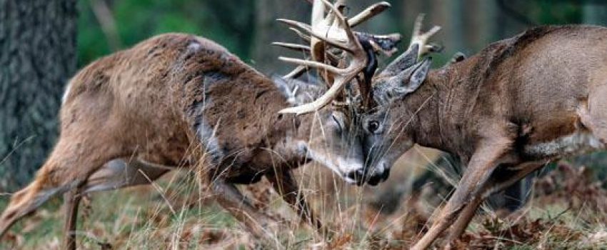 fightclubsound2 Photo by John Eriksson Images on the Wildside