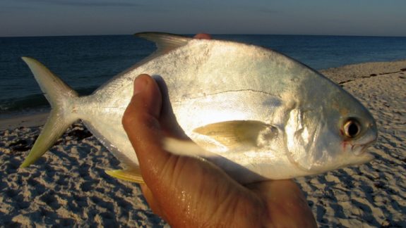 flapompano