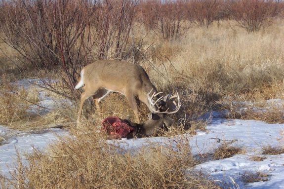 Imagine how this buck survived a coyote attack while locked onto another buck.