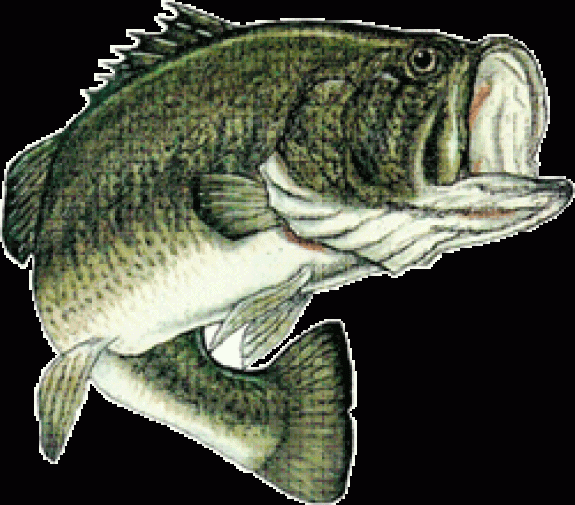 jumpingbass250 Photo by Maryland Department of Natural Resources