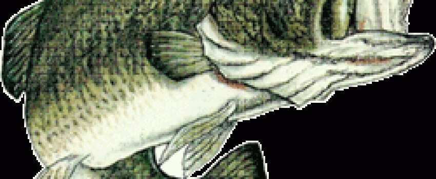 jumpingbass250 Photo by Maryland Department of Natural Resources