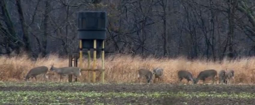 late-season-hunting-blind