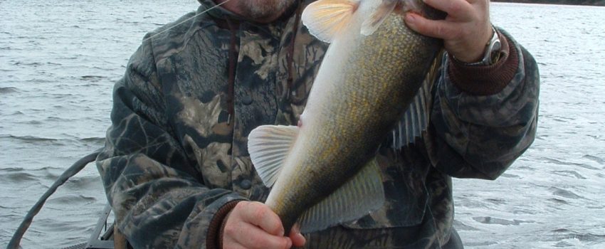 ld walleye