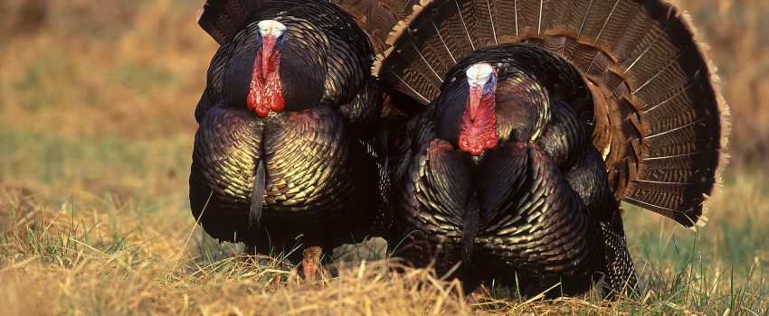 nwtf_easterns_may_2011