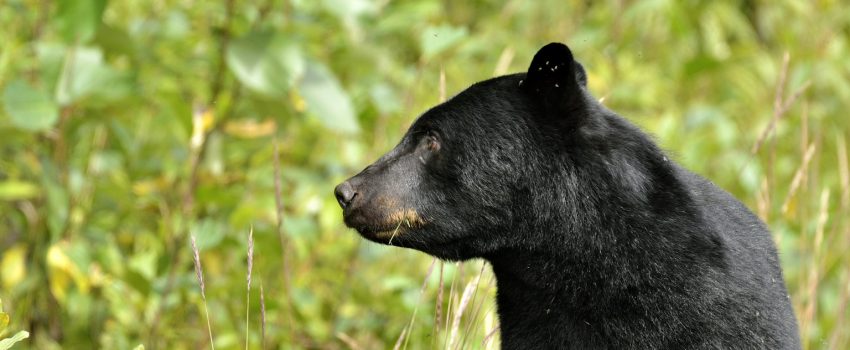 o-BLACK-BEAR-facebook