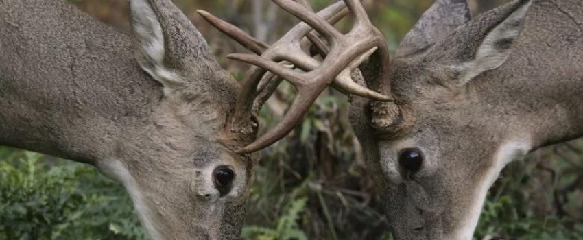 outdoorhub-video-5-high-adrenaline-buck-fights-see-2014-10-01_19-31-09-800x533[1]