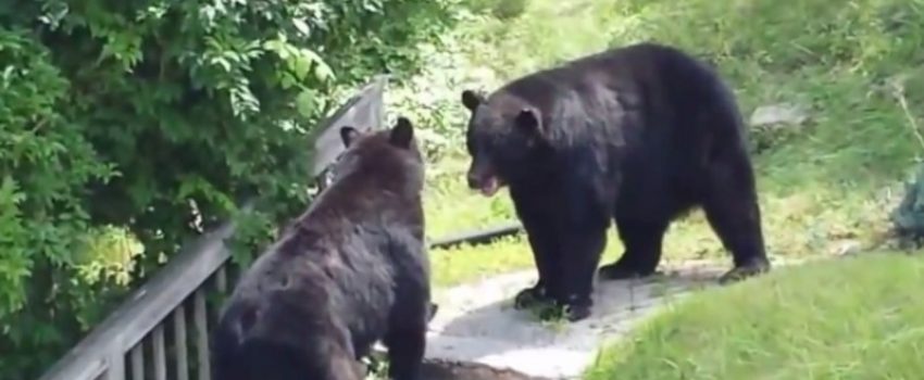 outdoorhub-video-huge-black-bear-fight-in-new-jersey-2014-10-31_20-24-57-800x598[1]