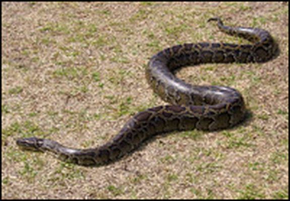 python_200-84abf6d584bb28b97066da96f3189dd3b369622d-s6-c30.jpe