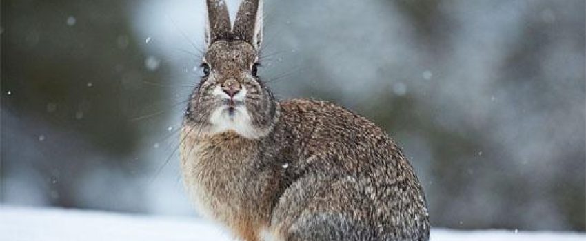Rabbits are abundant, yet their location is focused in winter.  Here's a plan to score.