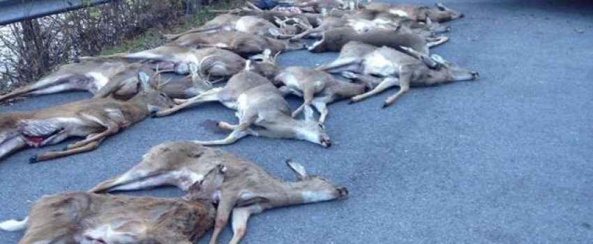 A group of poachers was caught with 18 deer taken illegally.