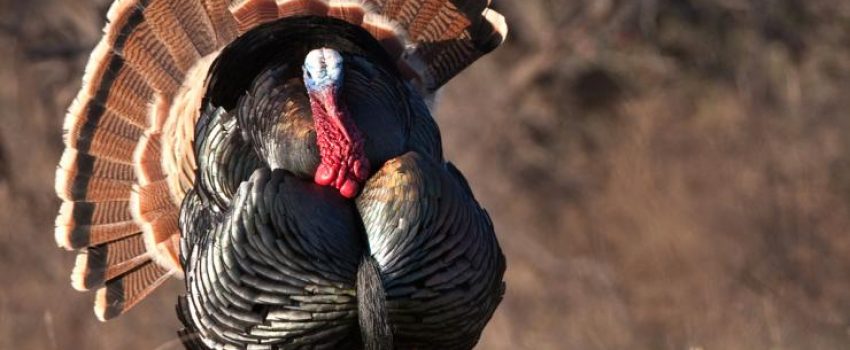 realtreeturkeyhuntingplanyour2017springturkeyhuntnowcrussellgraves