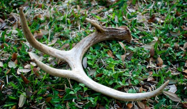 A shed antler is an excellent sign that a big buck made it through hunting season and a good place to begin hunting in the fall.