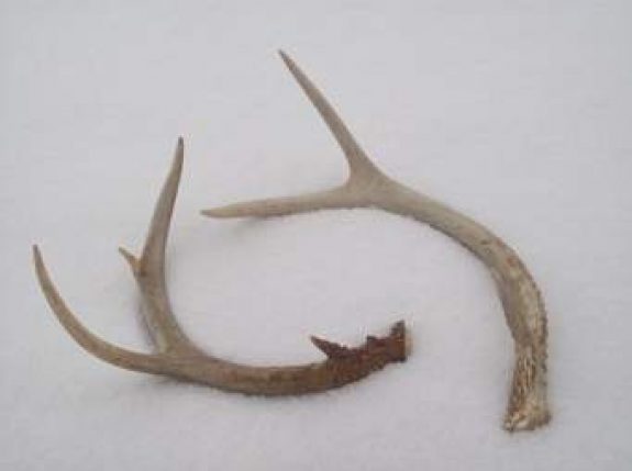The size of shed antlers will give a clue about buck size in the fall.